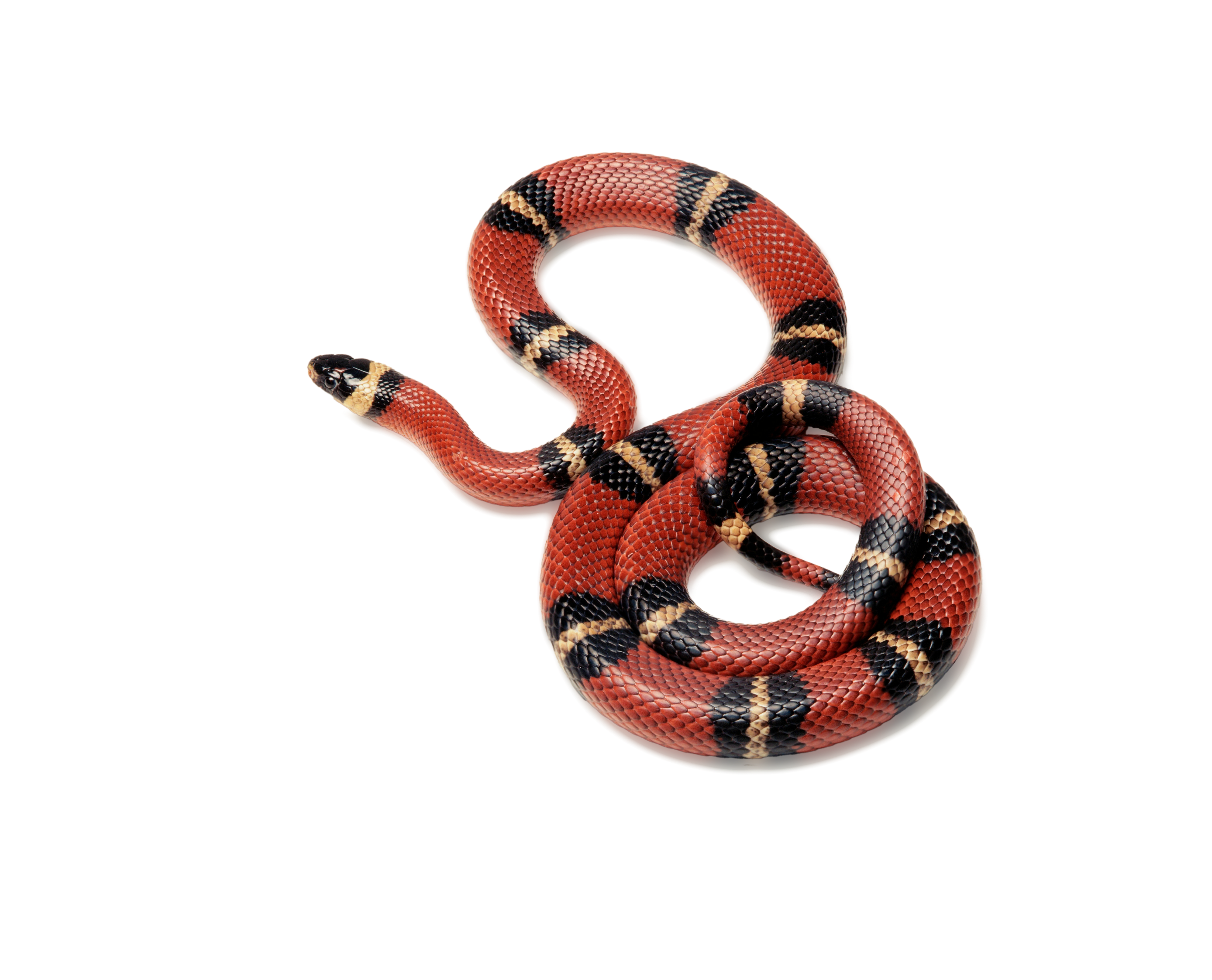 Kenyan Sand Boa (Gongylophis colubrinus)
