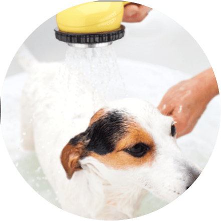 Dog being bathed with a nozzle spraying water from above
