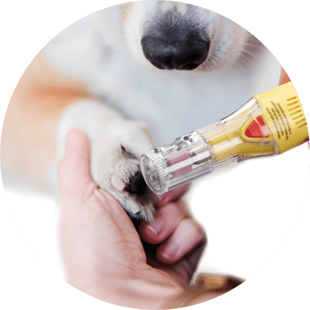 Dog’s nail being trimmed by an electric nail filer