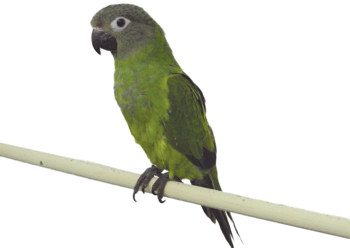 conure parrot