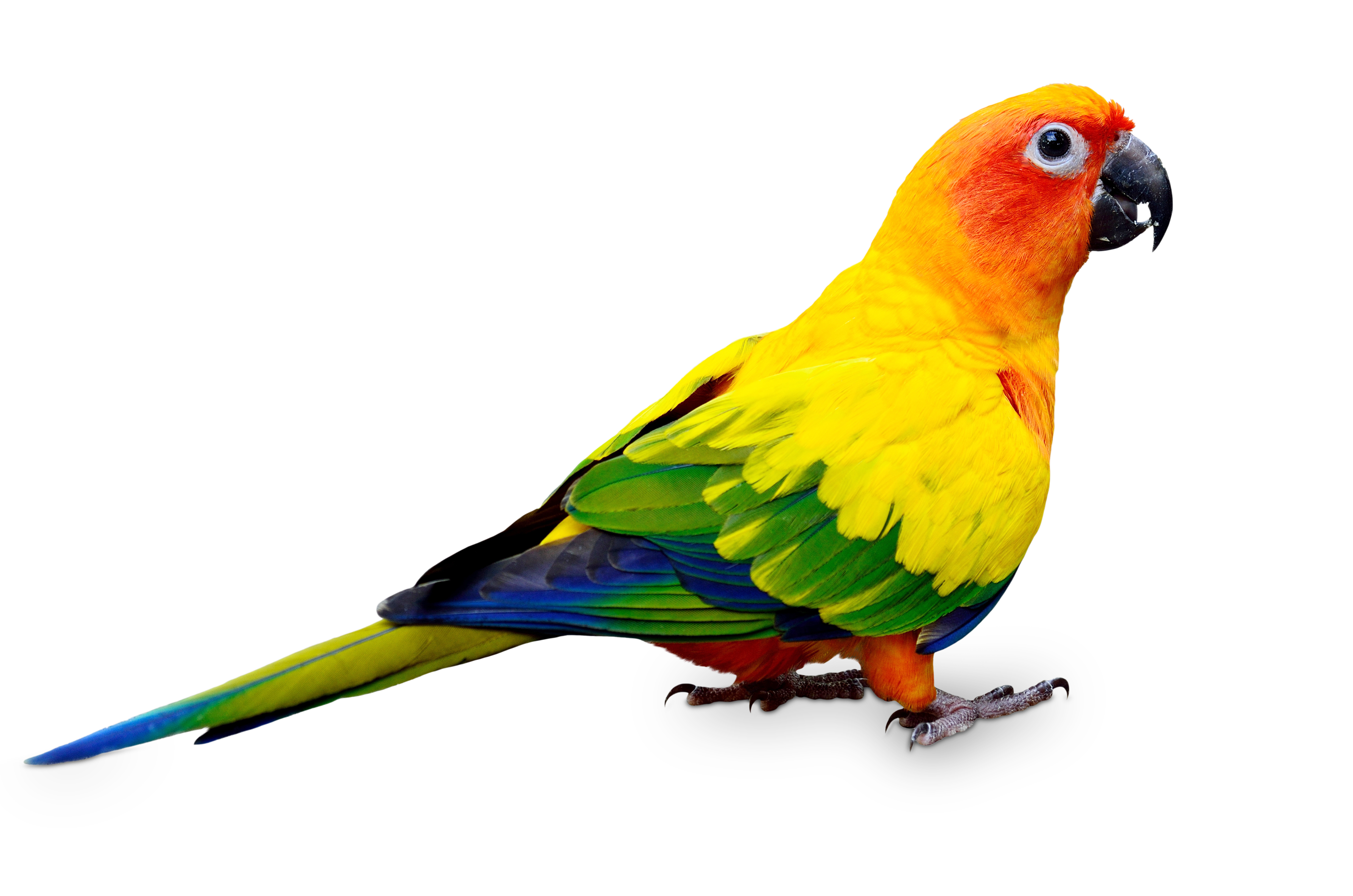 Conure Care Sheet: Food, Habitat & Health