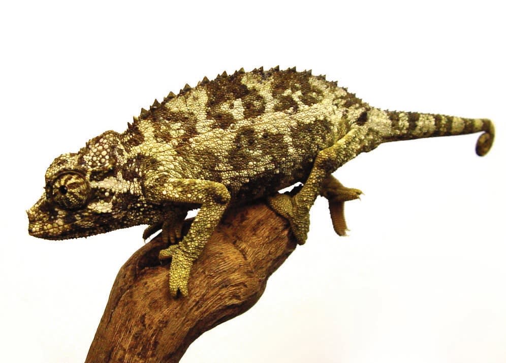 jackson chameleon for sale petco