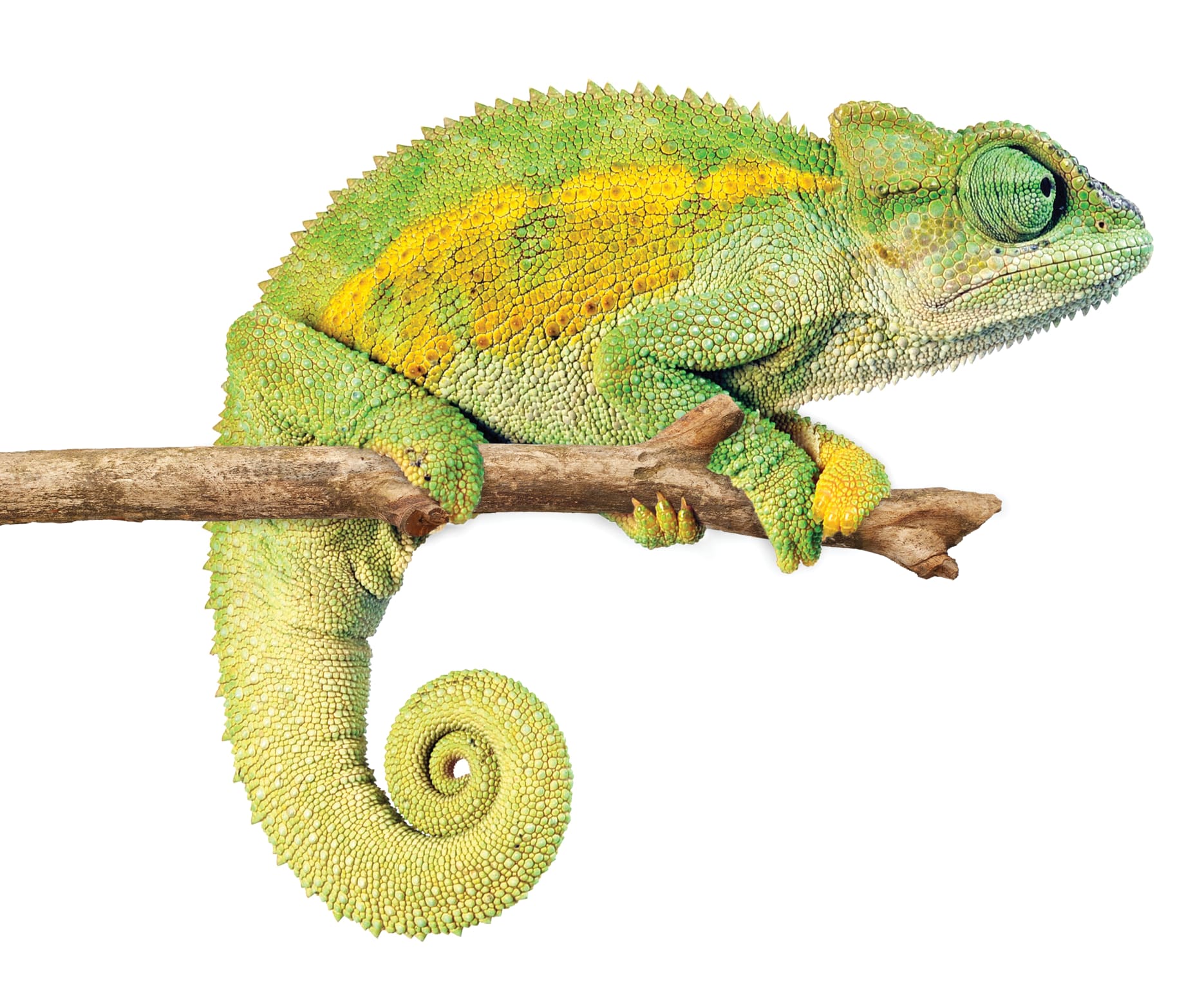 green cool climate chameleon