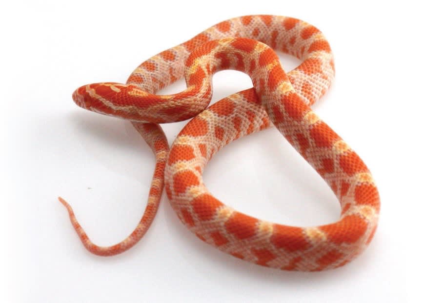 Corn Snake Feeding Chart