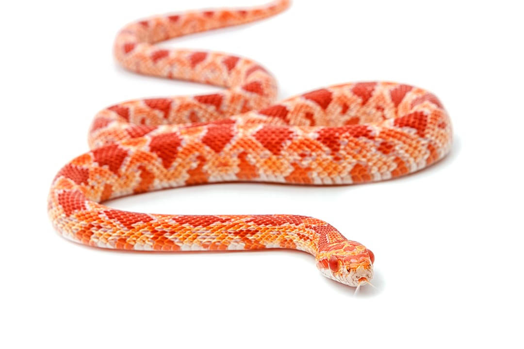 Blood Red Corn Snakes – Big Apple Herp - Reptiles For Sale