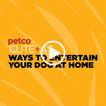 petco store near me now