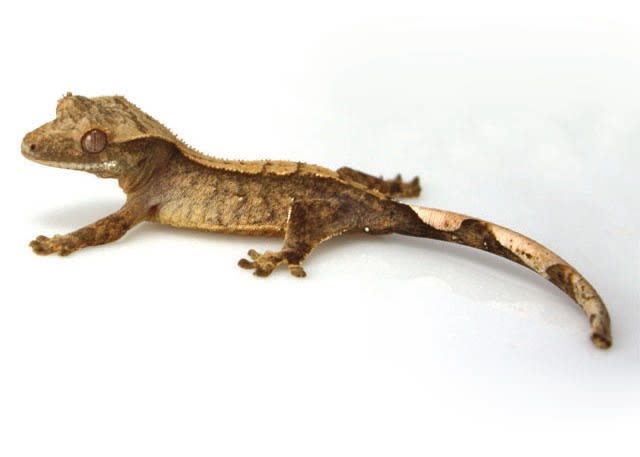 crested gecko for sale petsmart