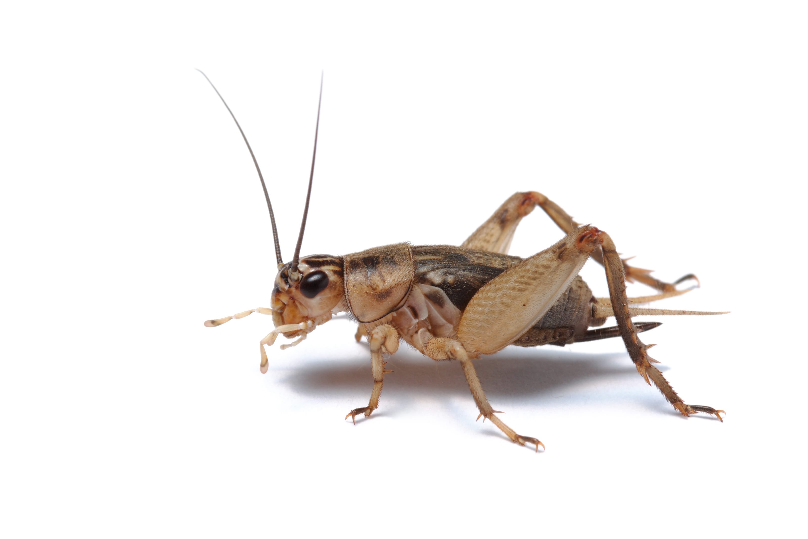 Live Crickets Farm - Delivered to Your Door