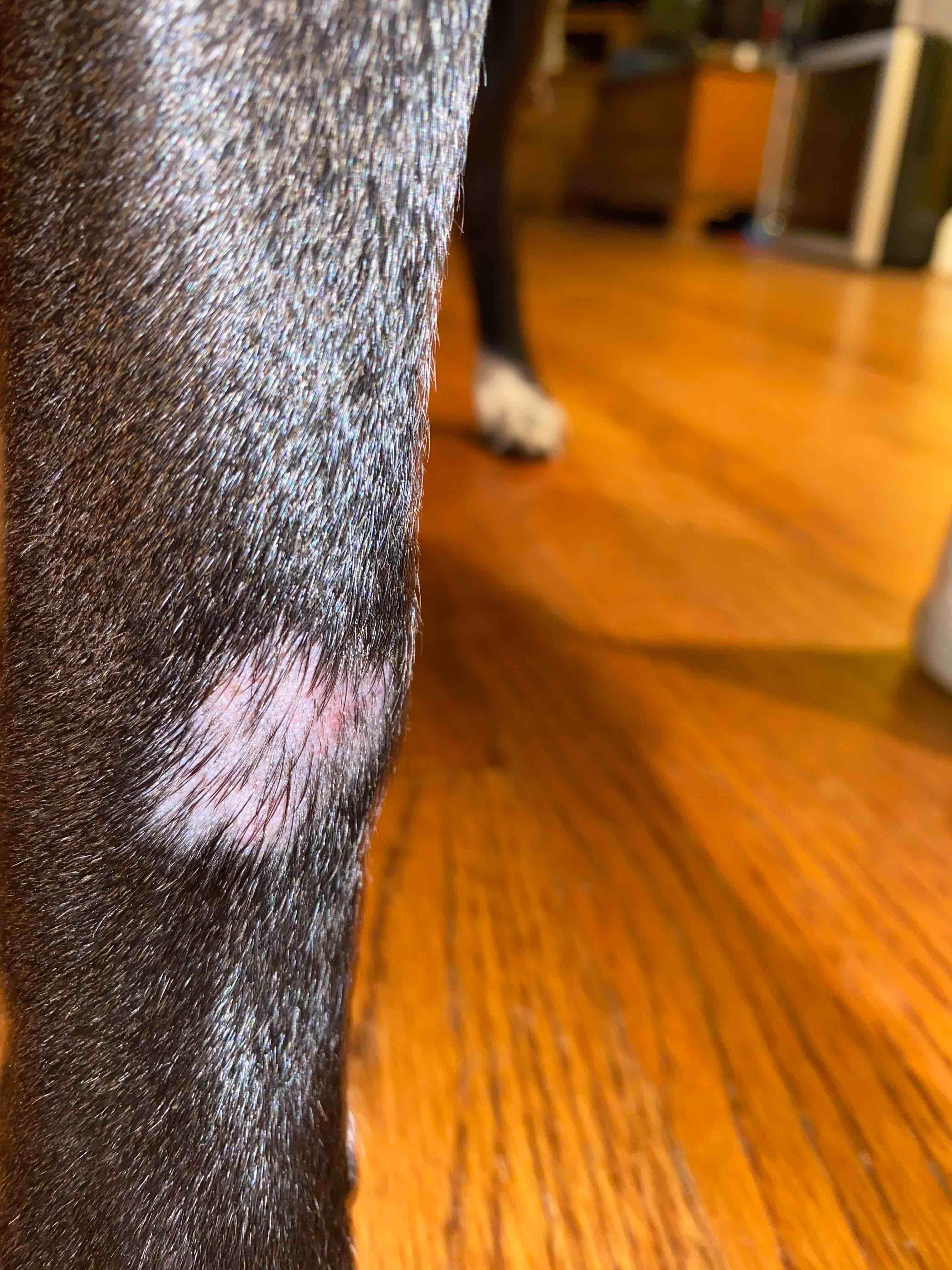 Why is my dog's paw itching so badly and bleeding? What to do? | Petco