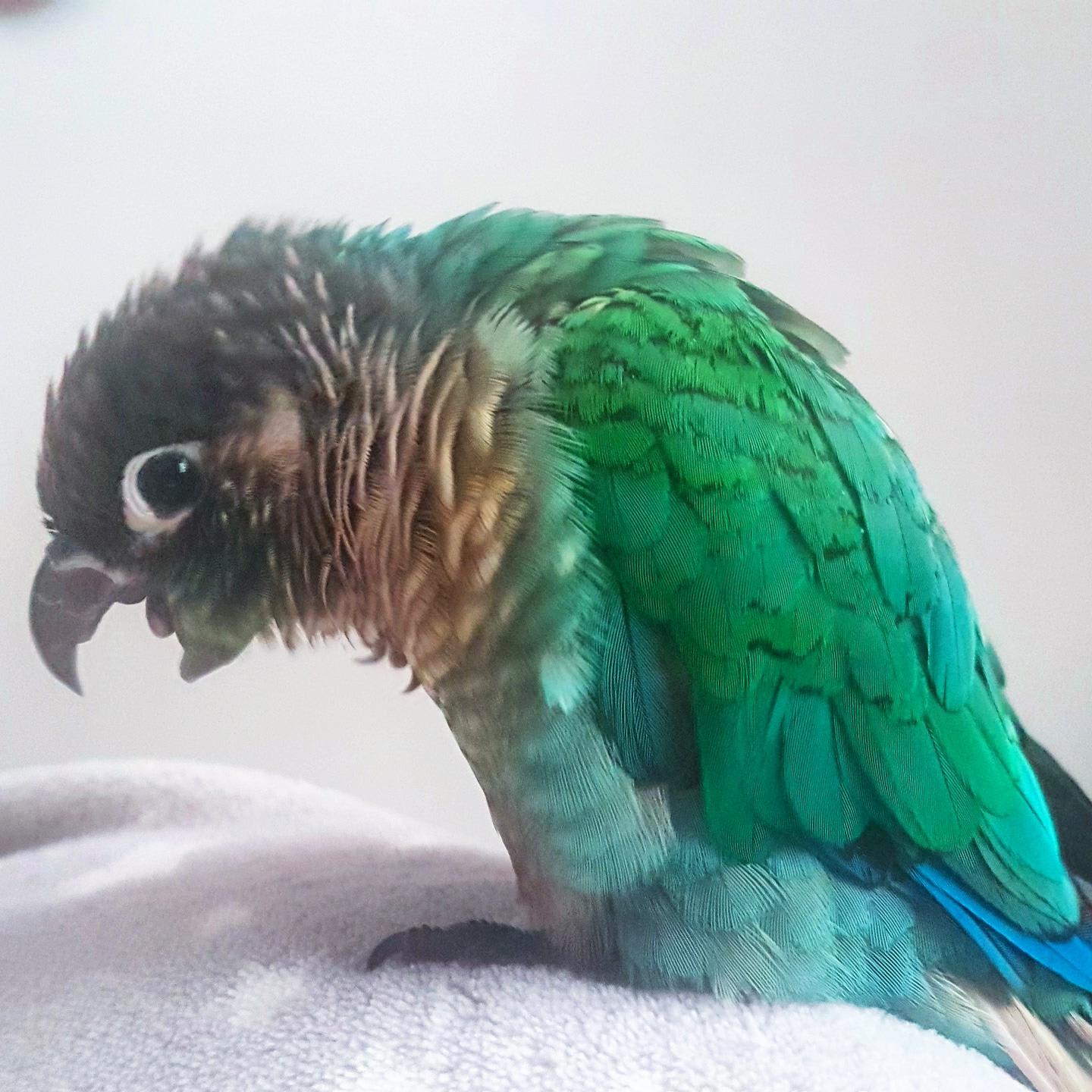 Why do my green-cheek conure's wing feathers look unhealthy? | Petco