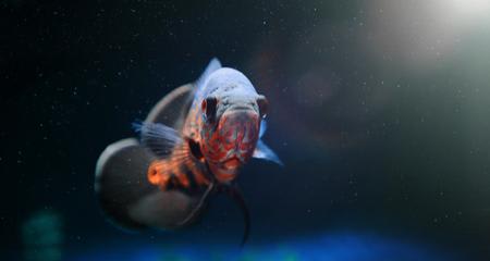 Hole In The Head Disease in Fish: Causes & Treatment