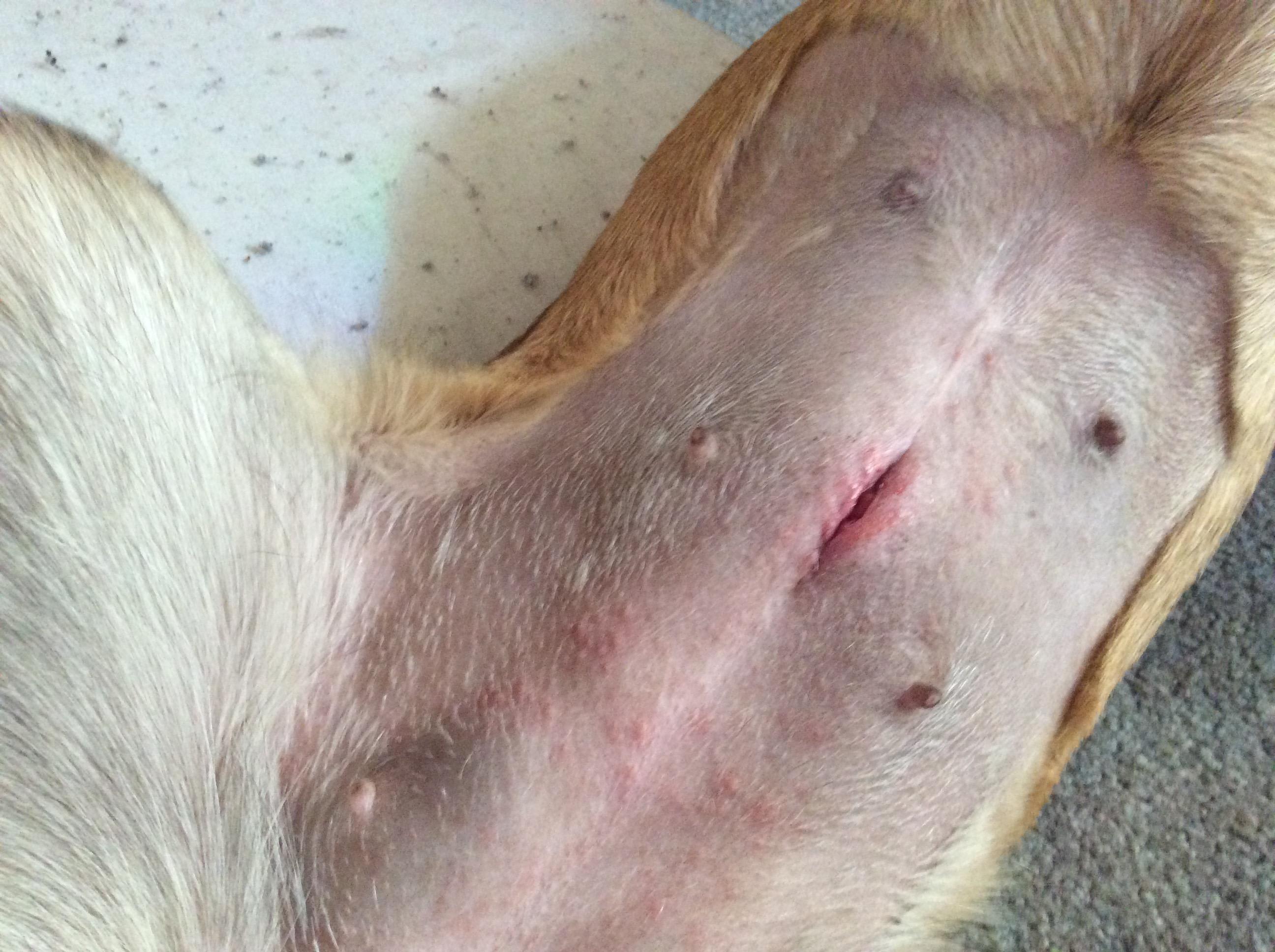 Dog spay incision not healing after a week. Is it infected? | Petco