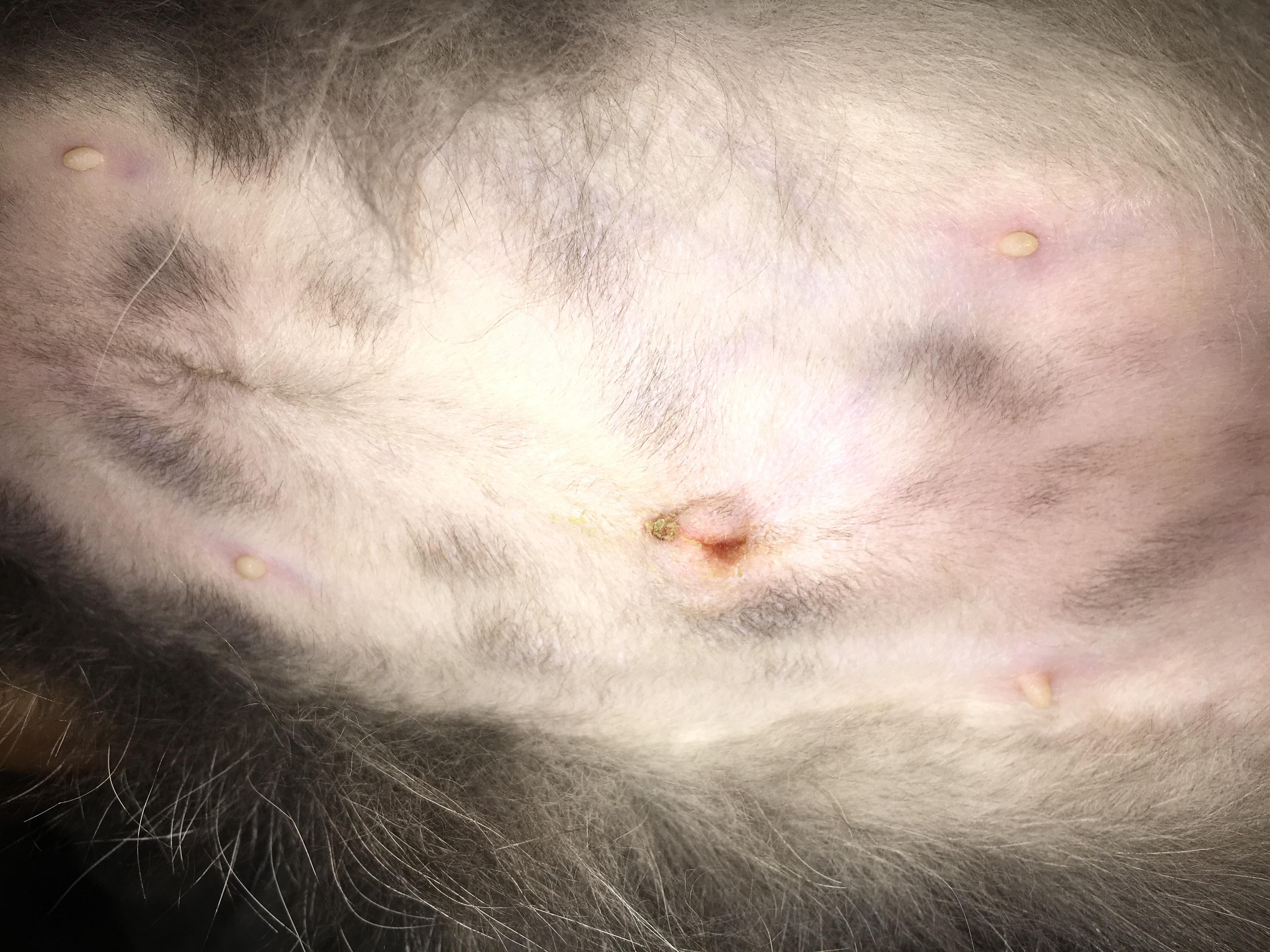My Cat's Spay Incision Opening: Is It Normal or Urgent? | Petco