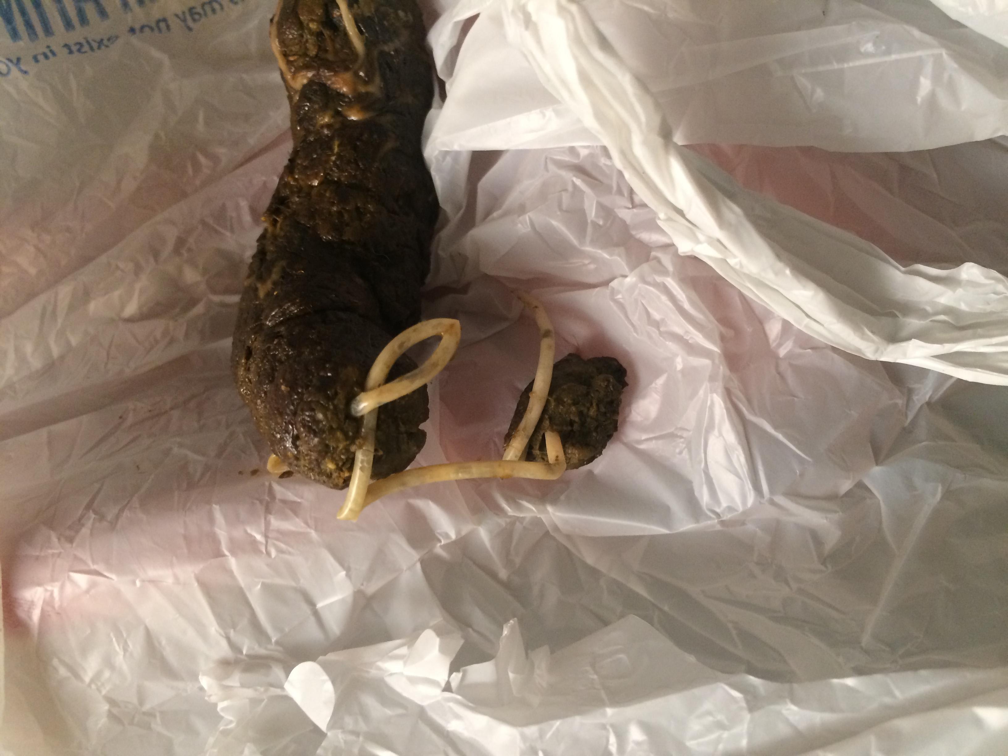 My puppy's poop has worms. What are they and how do I treat? | Petco