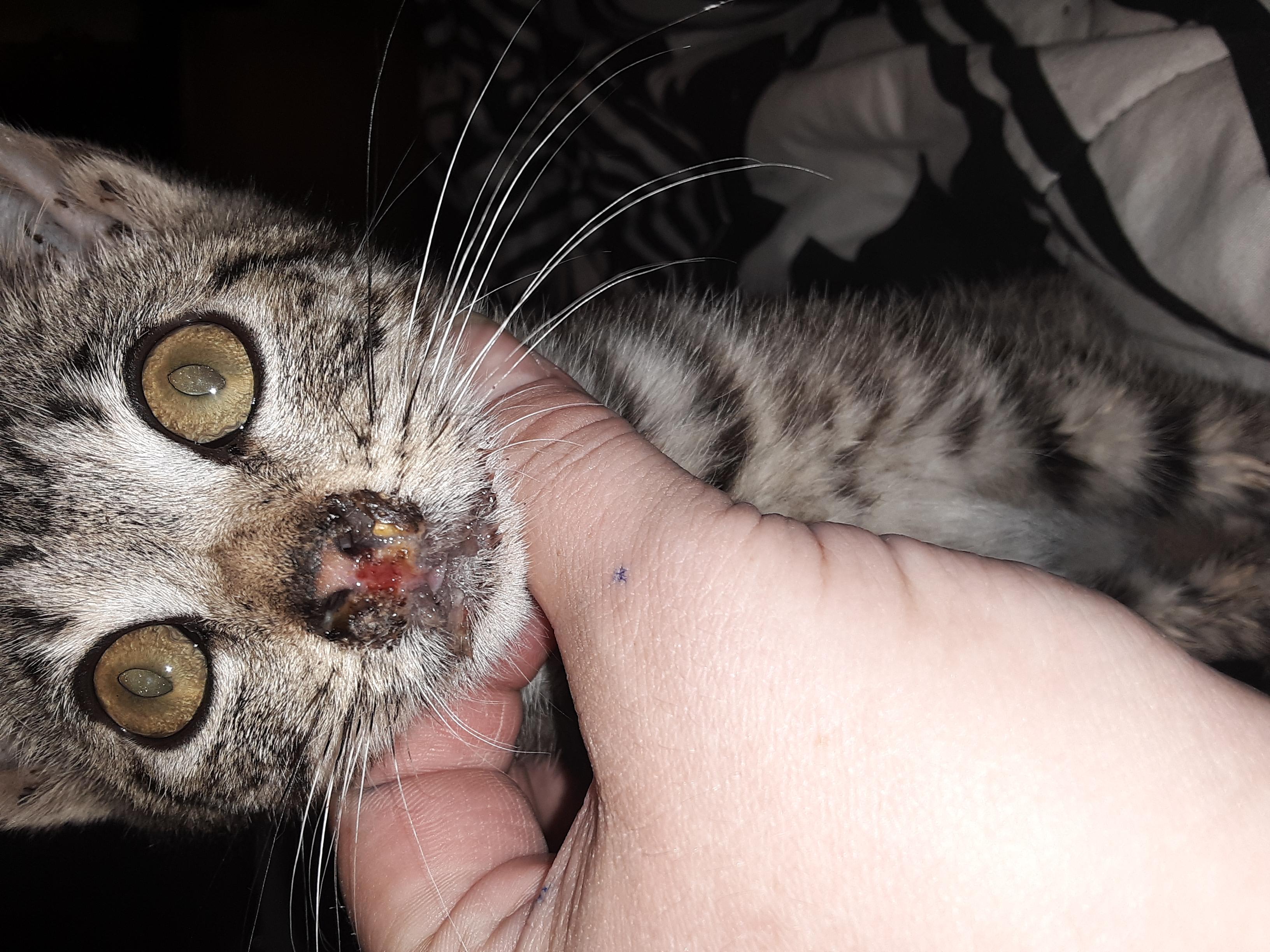 Kitten's Raw, Bloody, Smelly Nose & Discharge: What's Wrong? | Petco