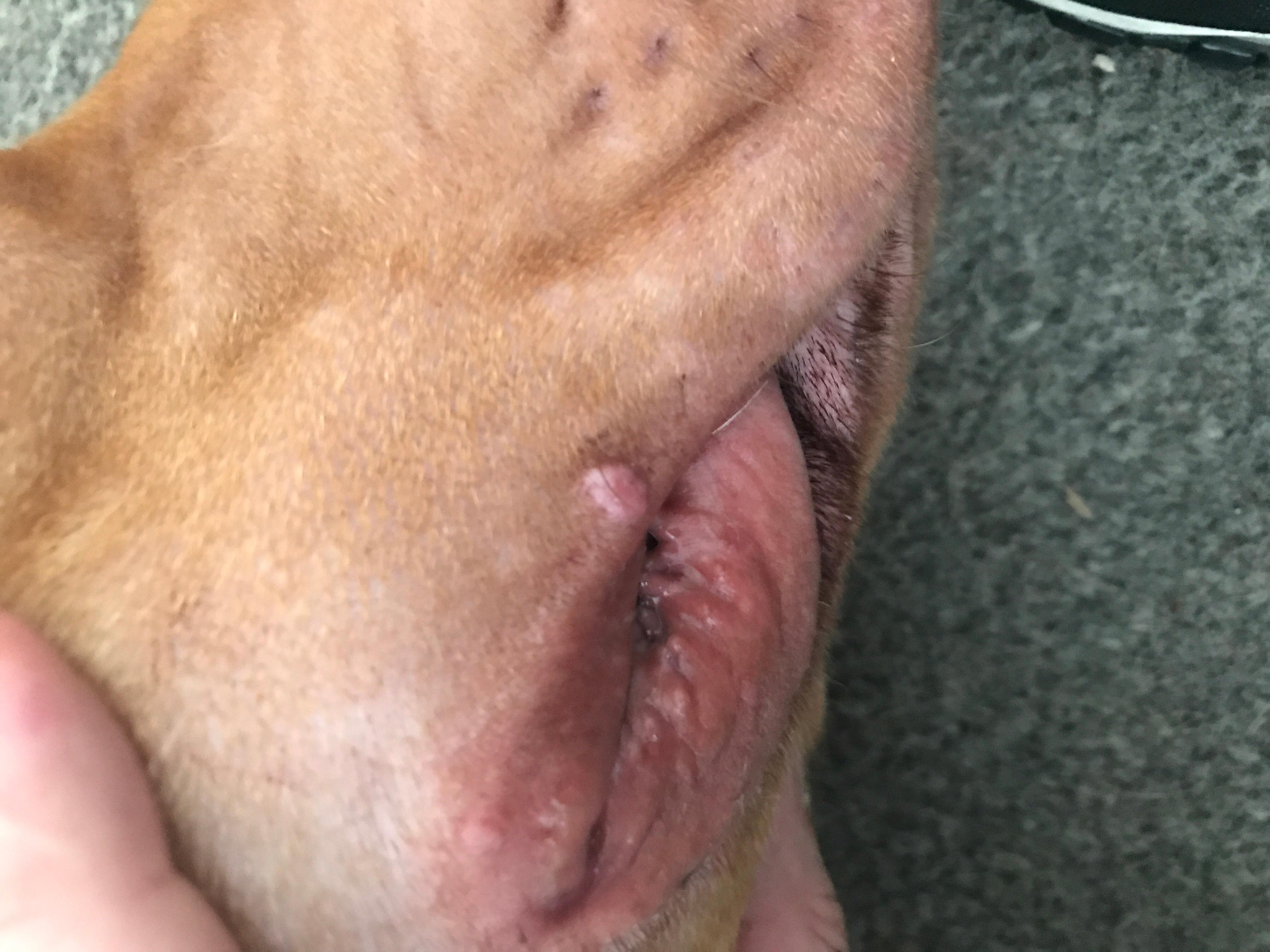 My dog has a spot on his lip. Is it serious enough for a vet? | Petco