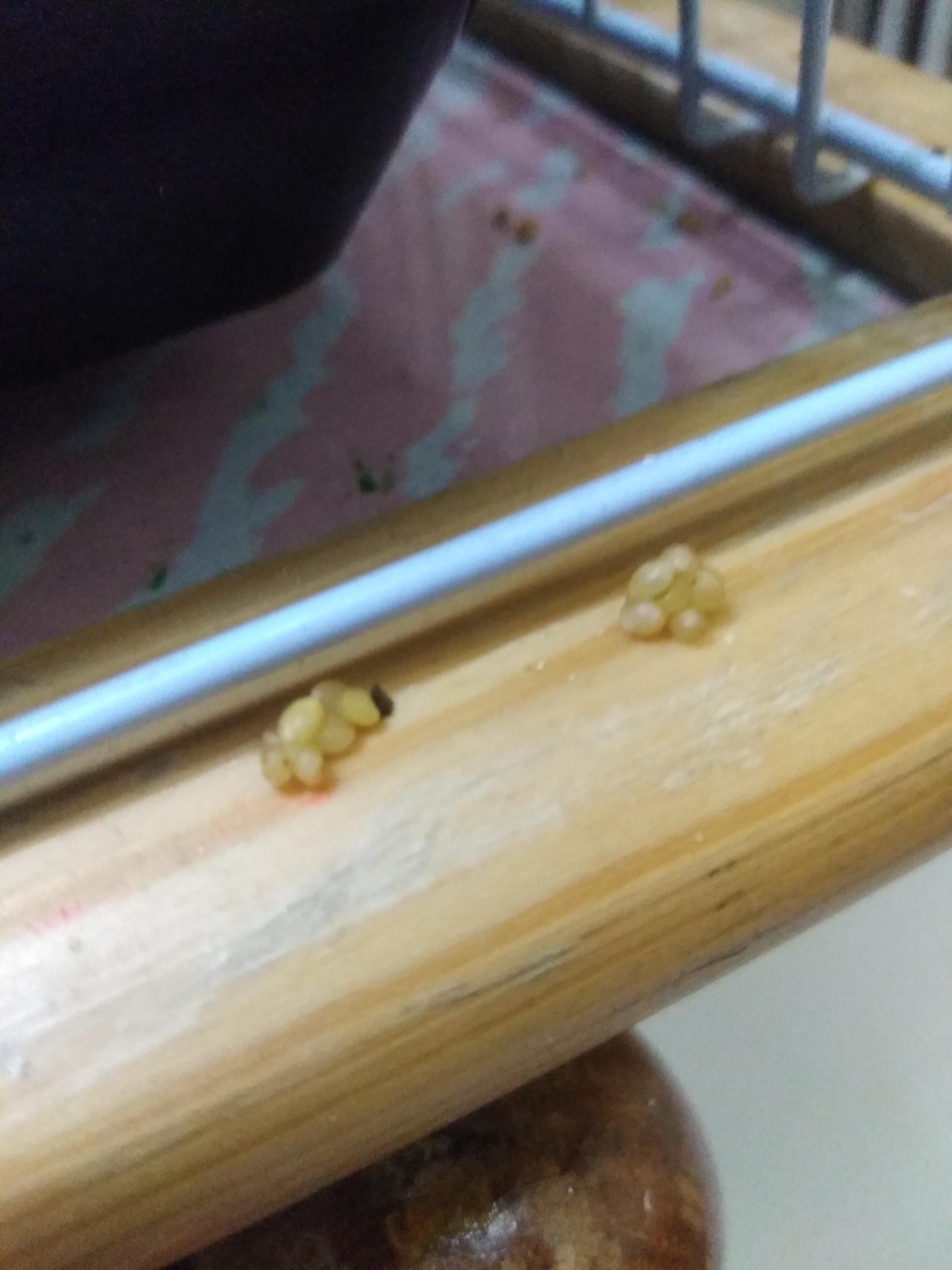 My Budgie is Sick: Vomiting Seeds, Fluffed, Unresponsive? | Petco