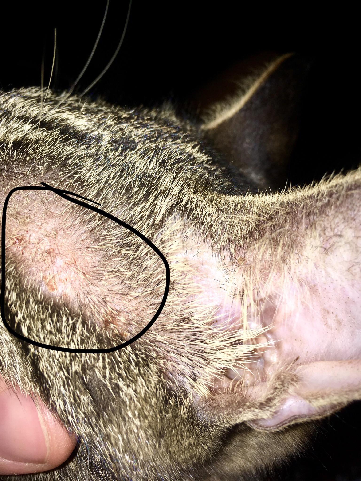My Cat Has a Rash & Fur Loss Near Ear: Causes & What To Do? | Petco