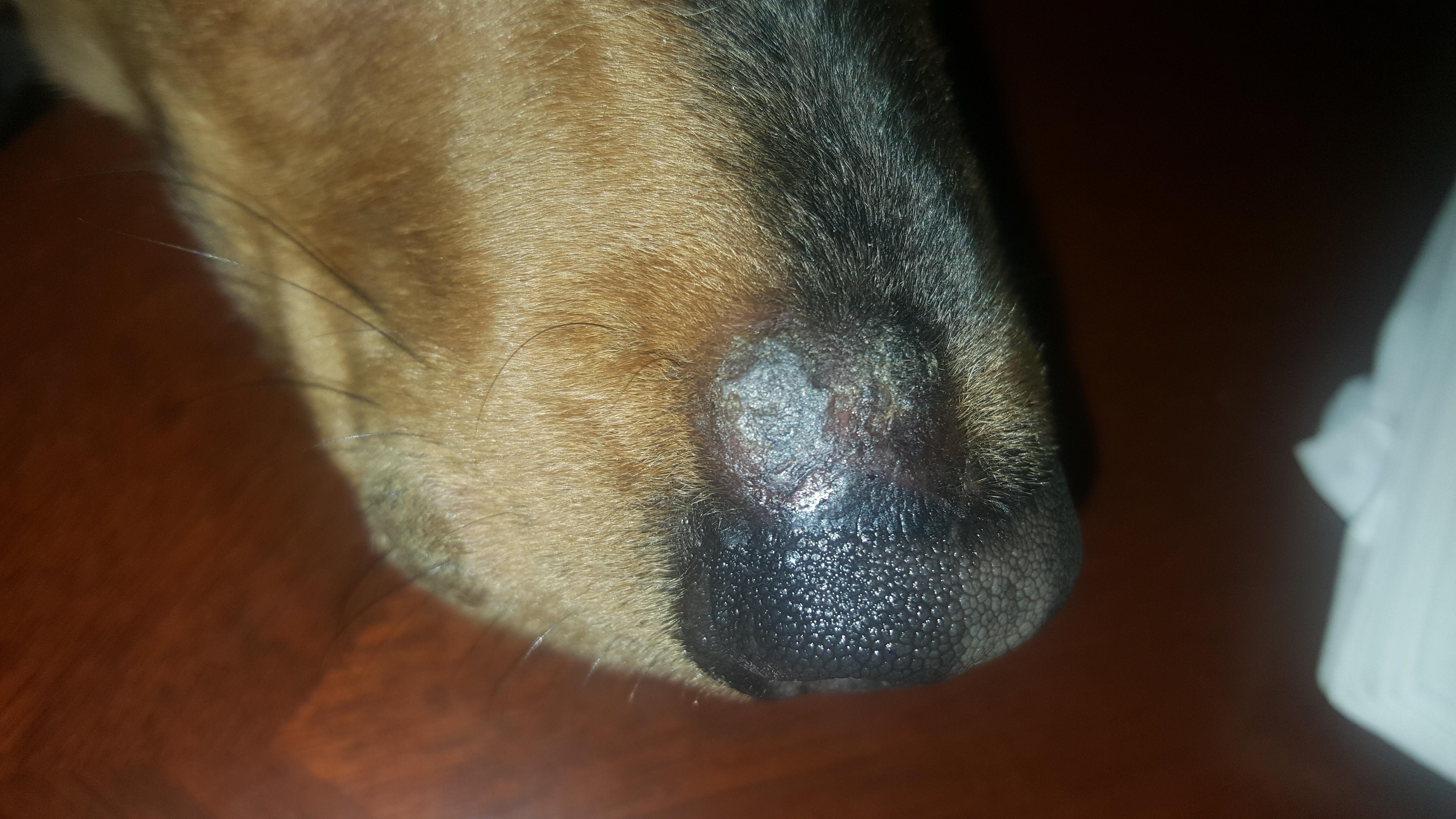 Why is my dog's skin sensitive, swollen, cracked, or losing hair? | Petco