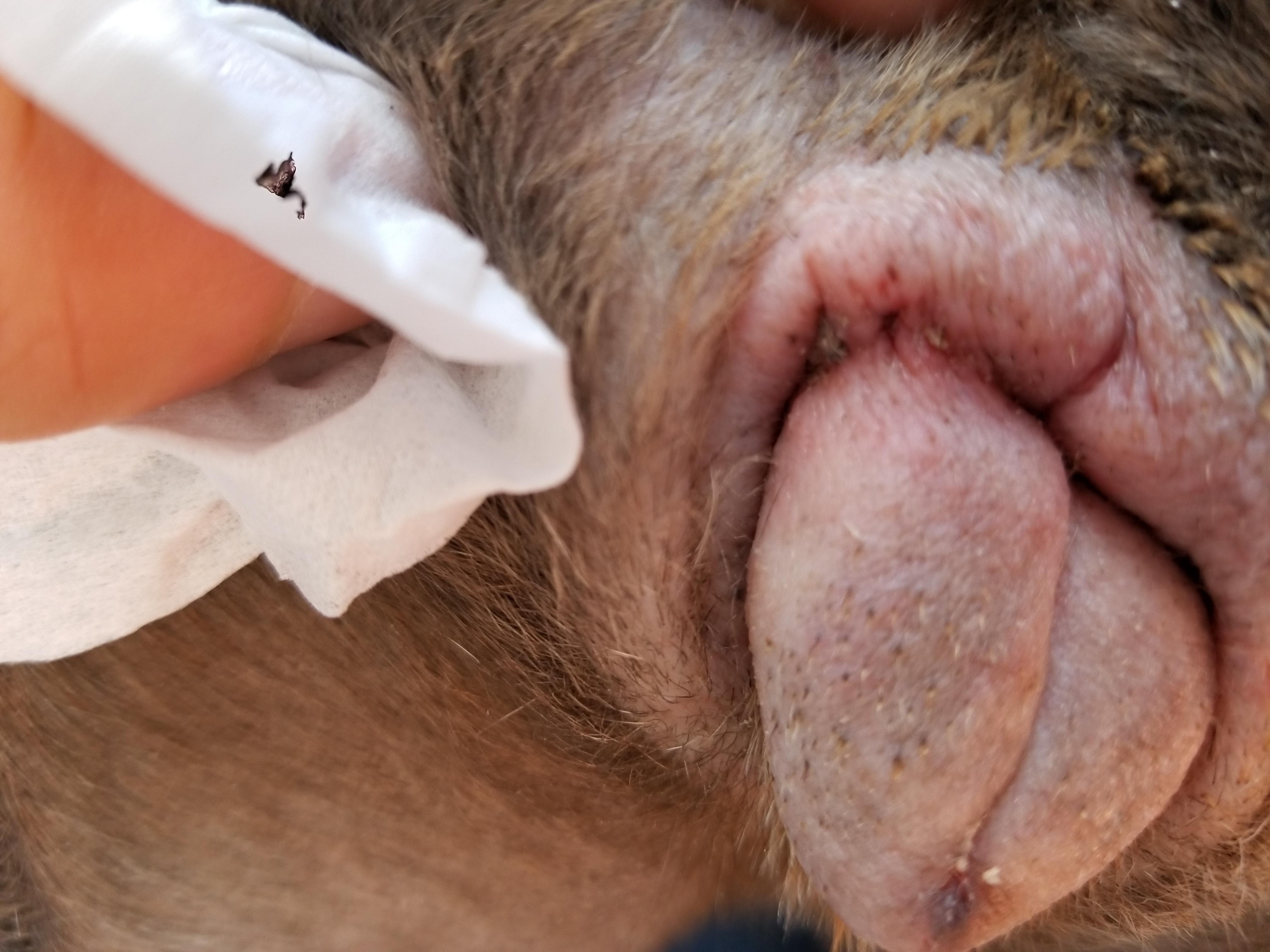 My dog's itchy, inflamed recessed vulva: What are options? | Petco
