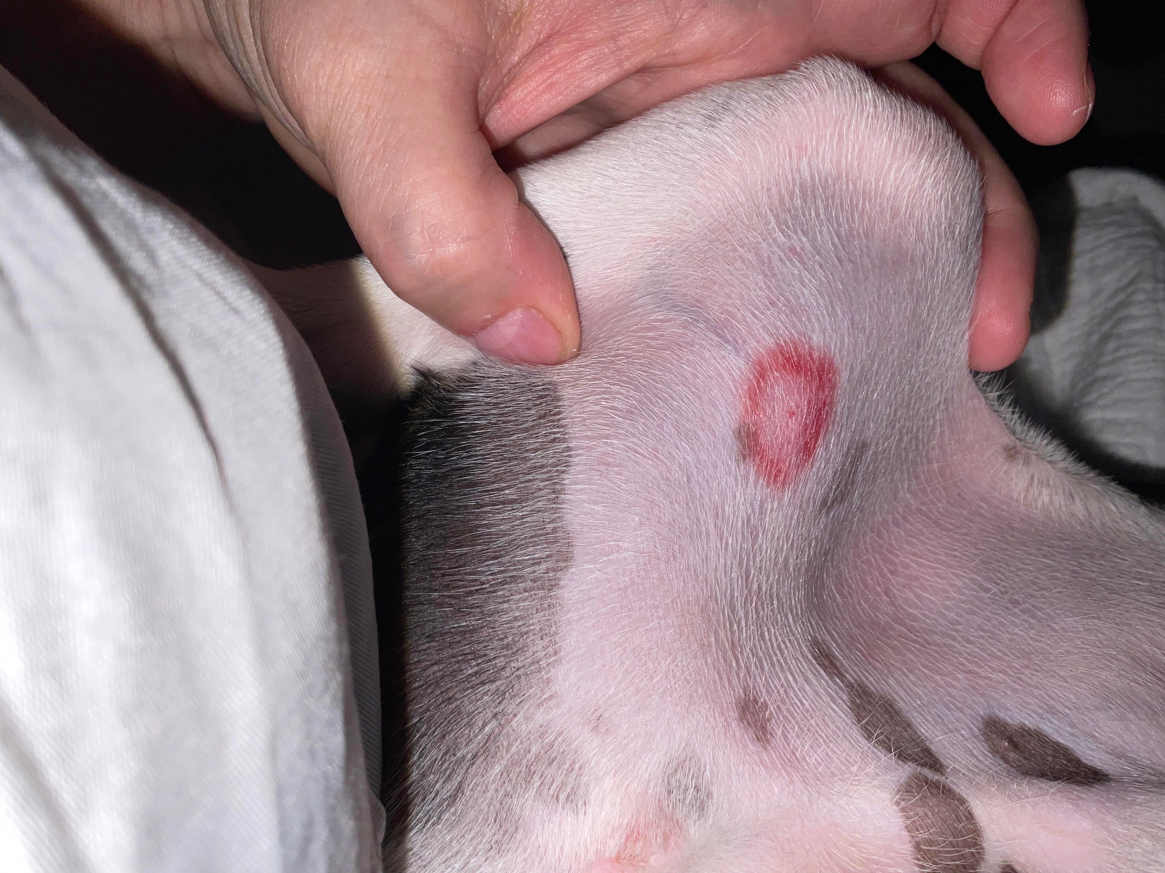 bright pink spot on skin after b12 injection in dogs An Site Reaction: Post-Rabies Vaccination Panniculitis a Toy Poodle | K-State What is this smooth red