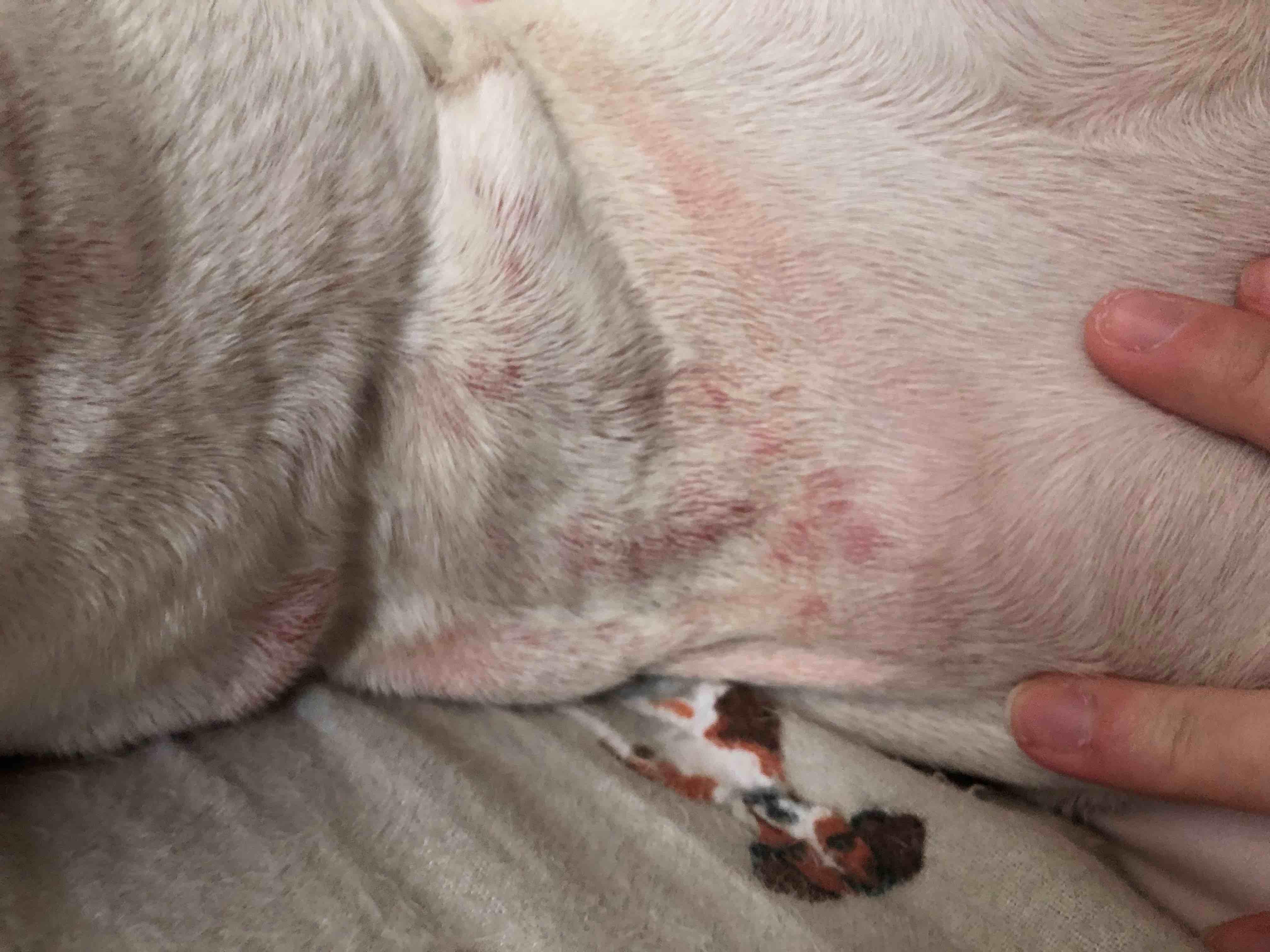 What Causes Dog Neck Rashes from Collars & How to Treat Them? | Petco