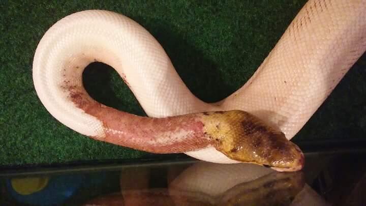 What's wrong with my snake's skin? Health issues & vet advice | Petco
