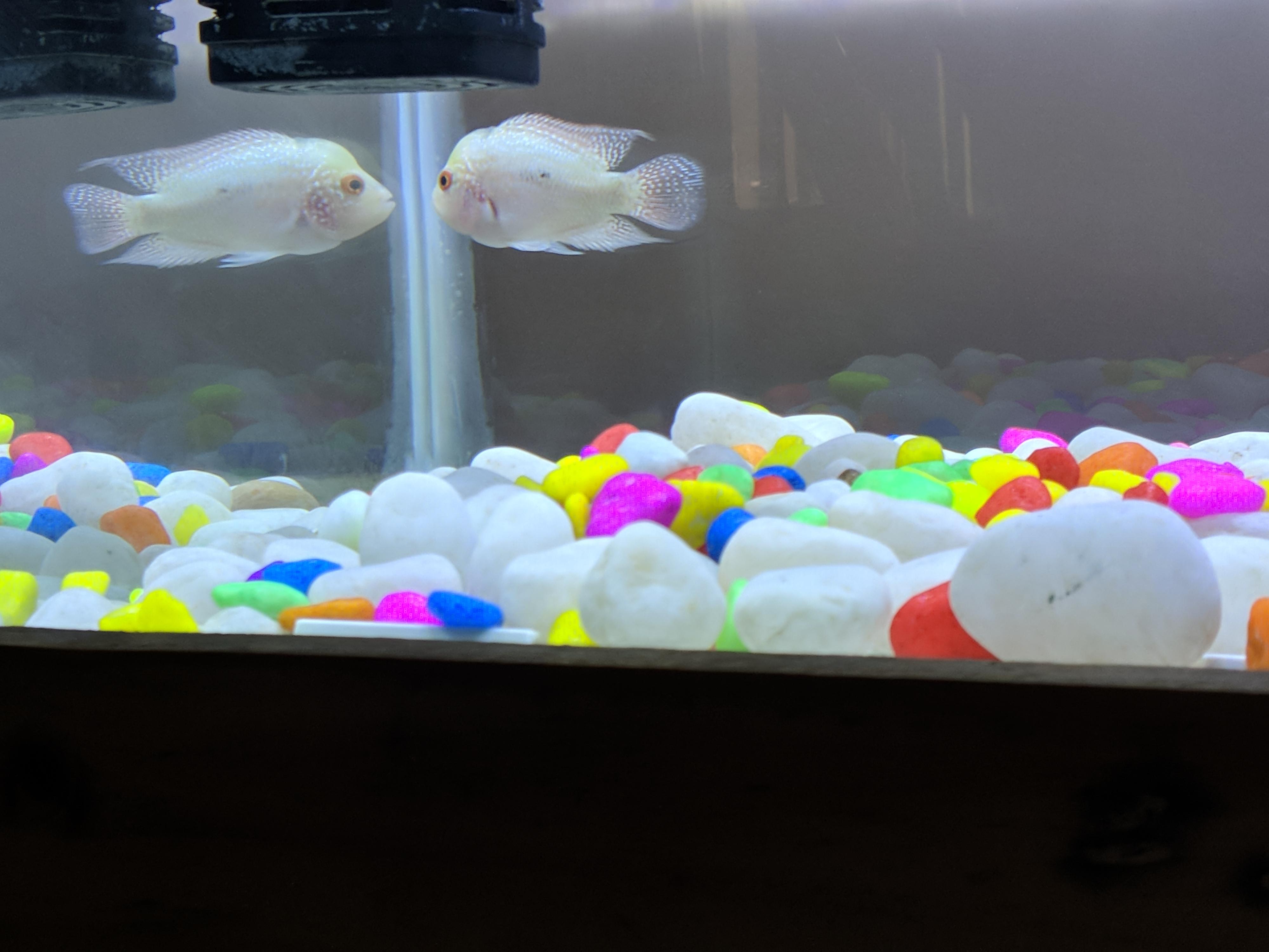 Why is your Flowerhorn fish inactive, not eating, at the bottom? | Petco