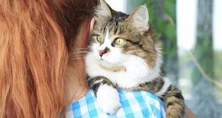 New Cat's First 24 Hours: What to Expect & Help Them Settle In