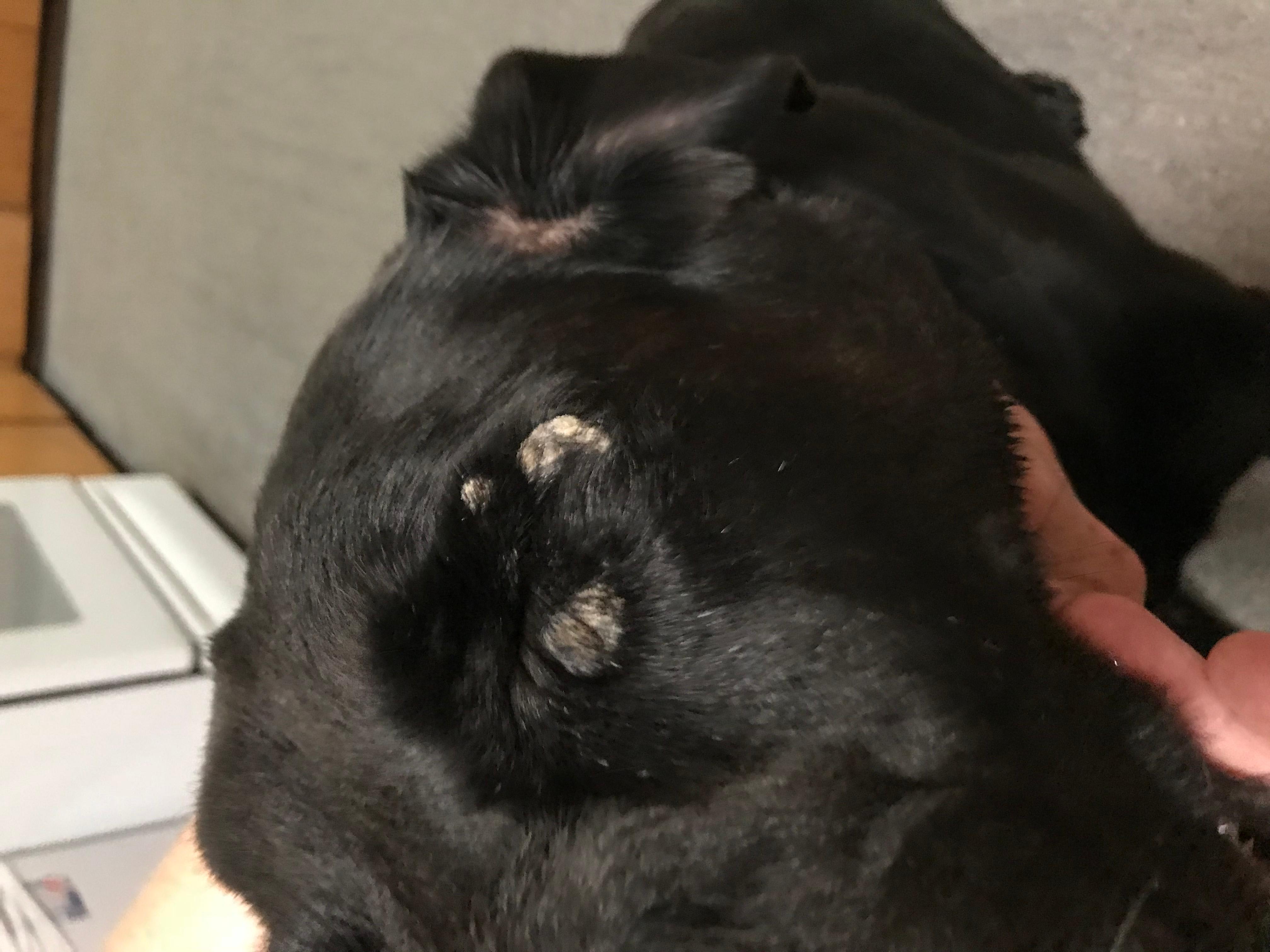 Why Does My Dog Have White Spots Around Their Eye? Causes Explained | Petco