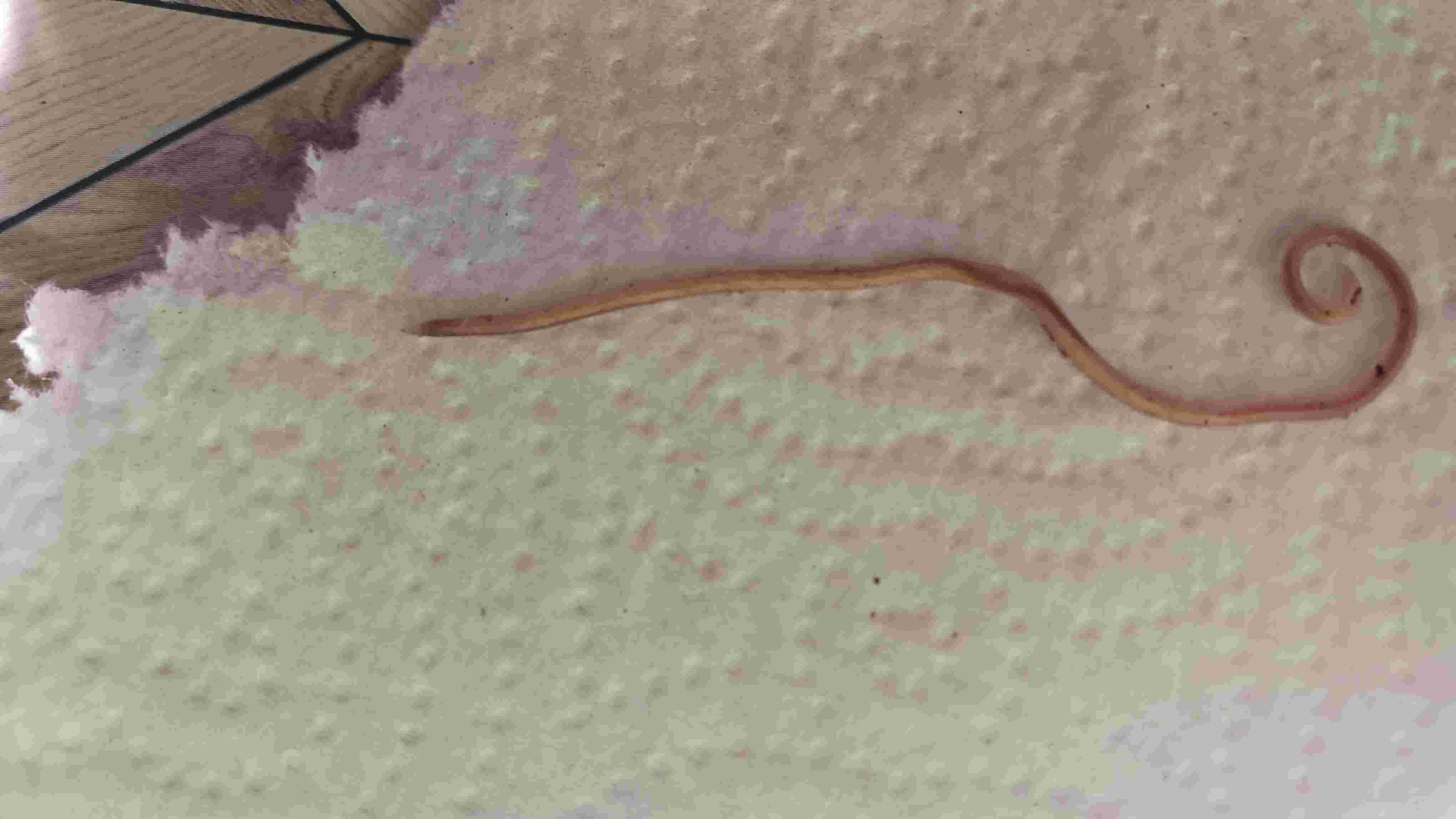 My dog threw up a worm. What kind is it and how do I treat it? | Petco