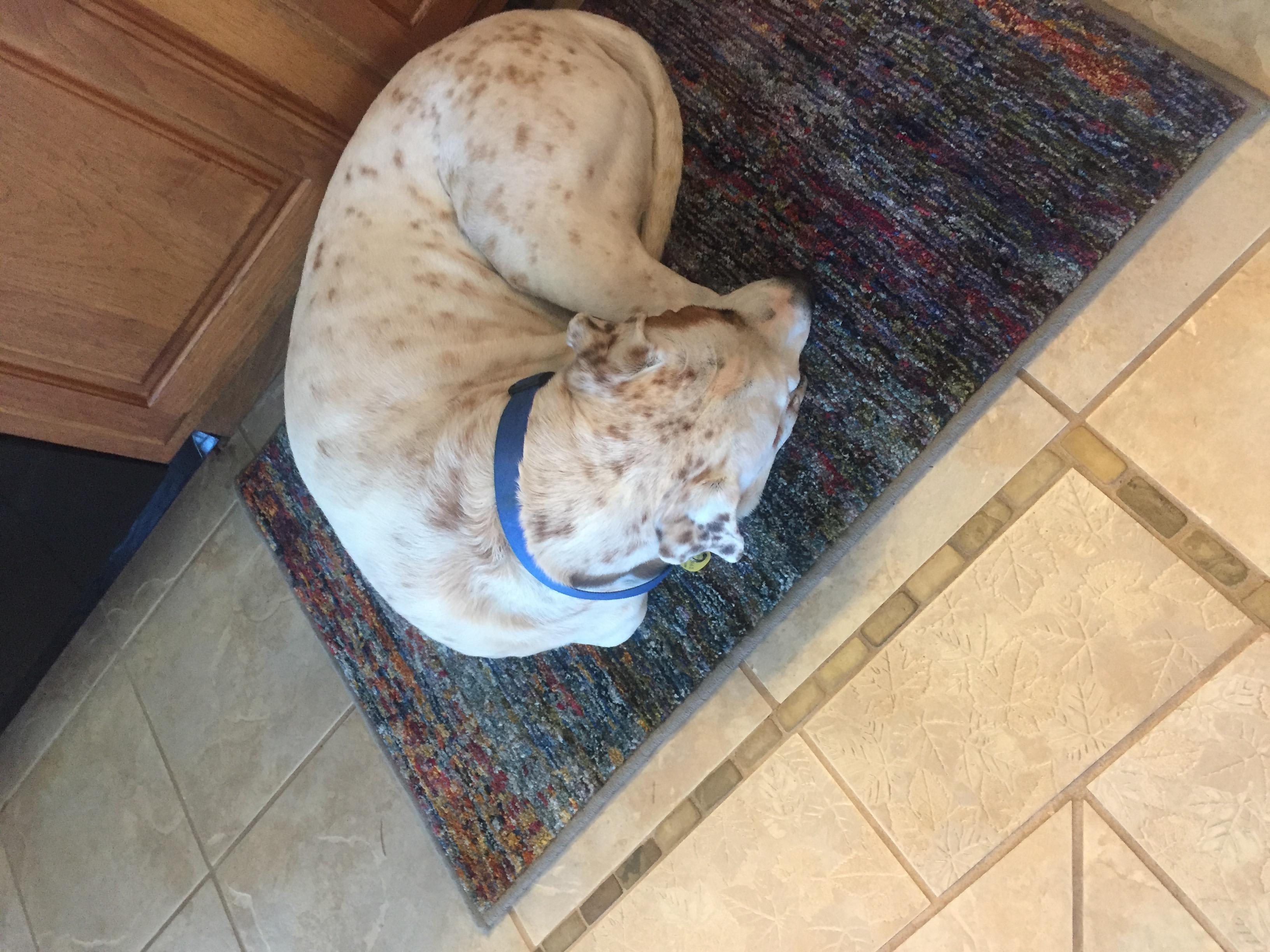 My Dog Ate 2 Tums