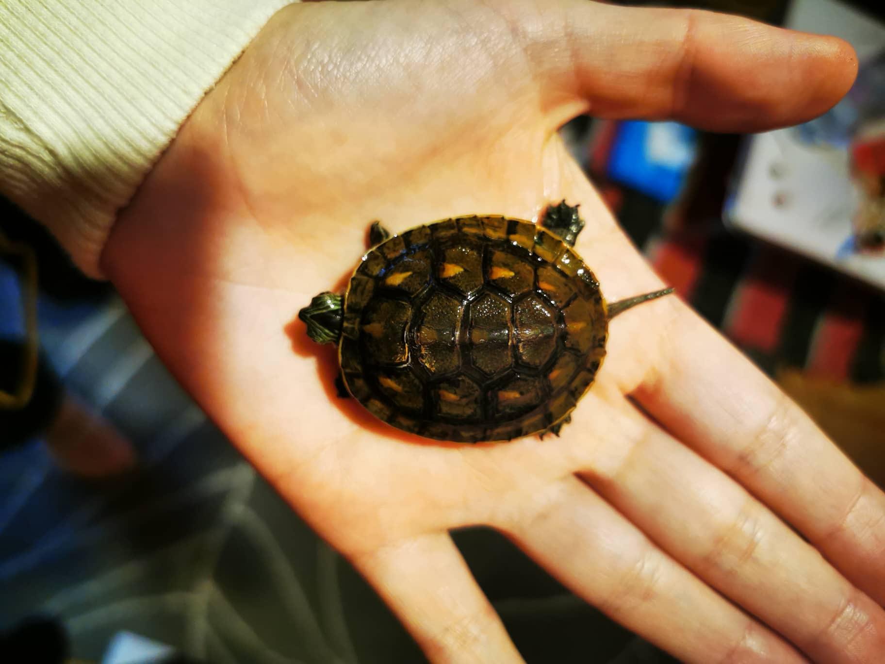 My Turtle Looks Like a Caspian Pond: What Breed & Age? | Petco