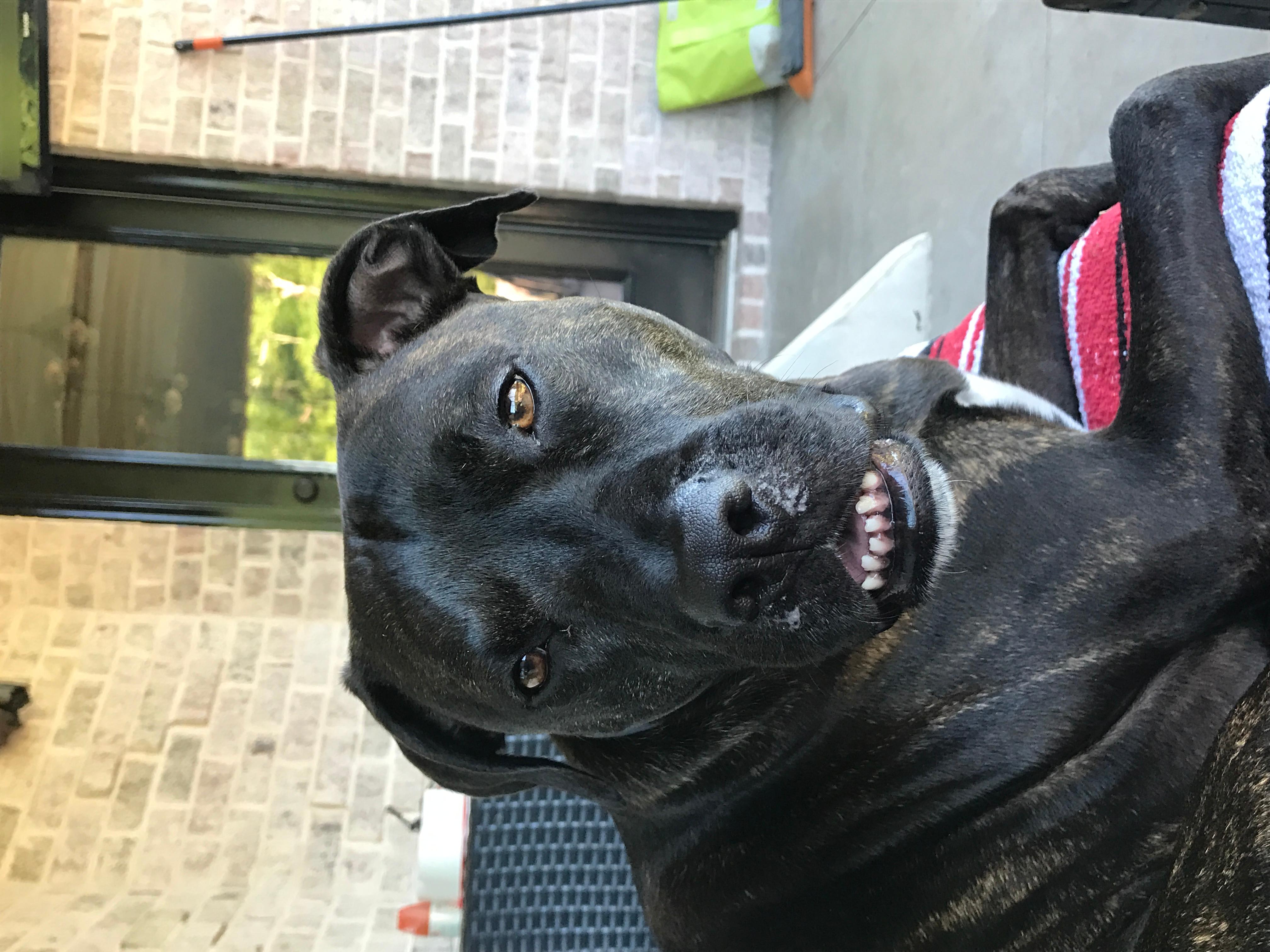 Dog Mouth Growth, Salivating, Still Eating? Emergency Vet Now? | Petco