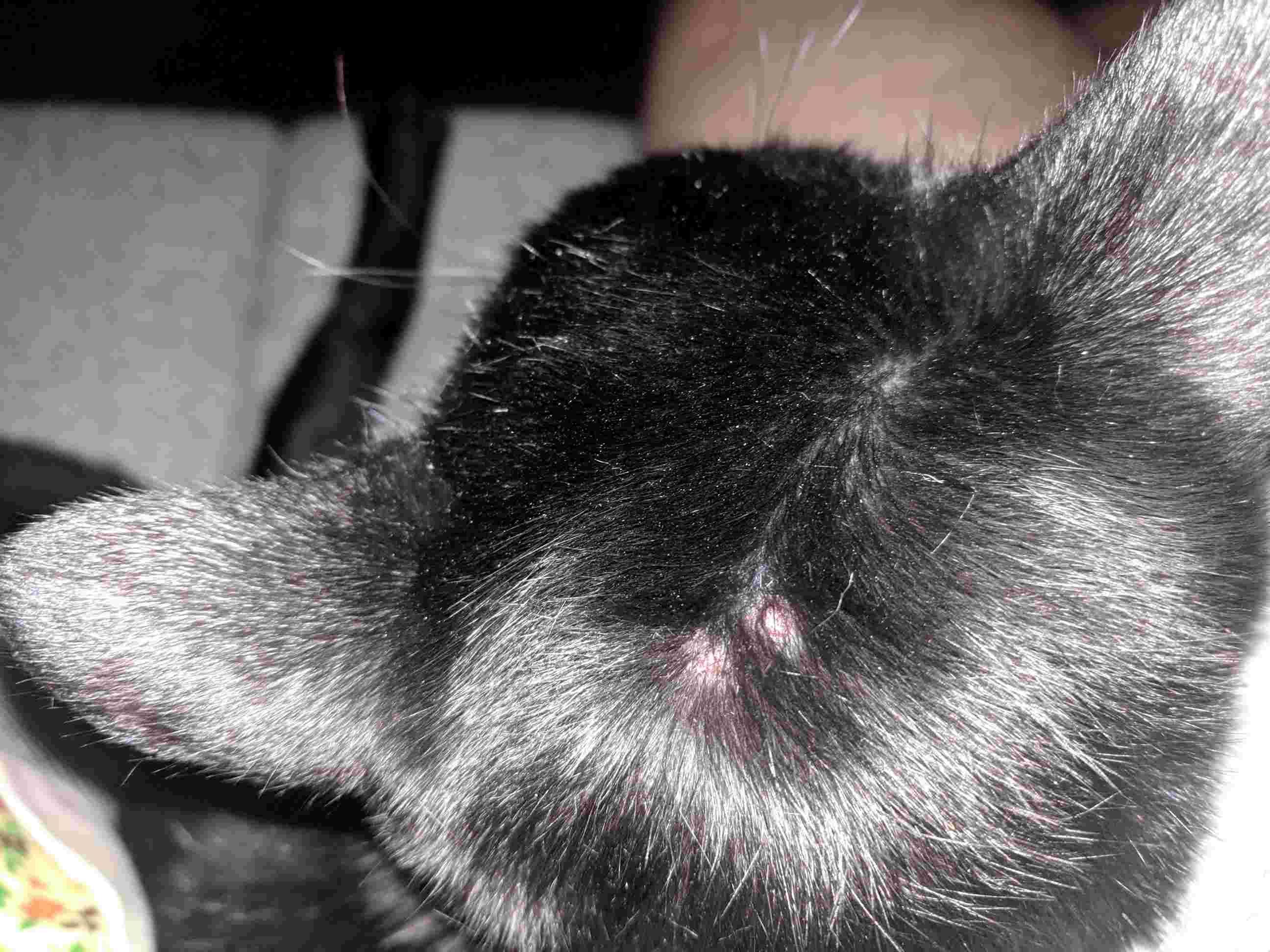 My cat has raised, scaly patches. Ringworm or dermatitis? | Petco
