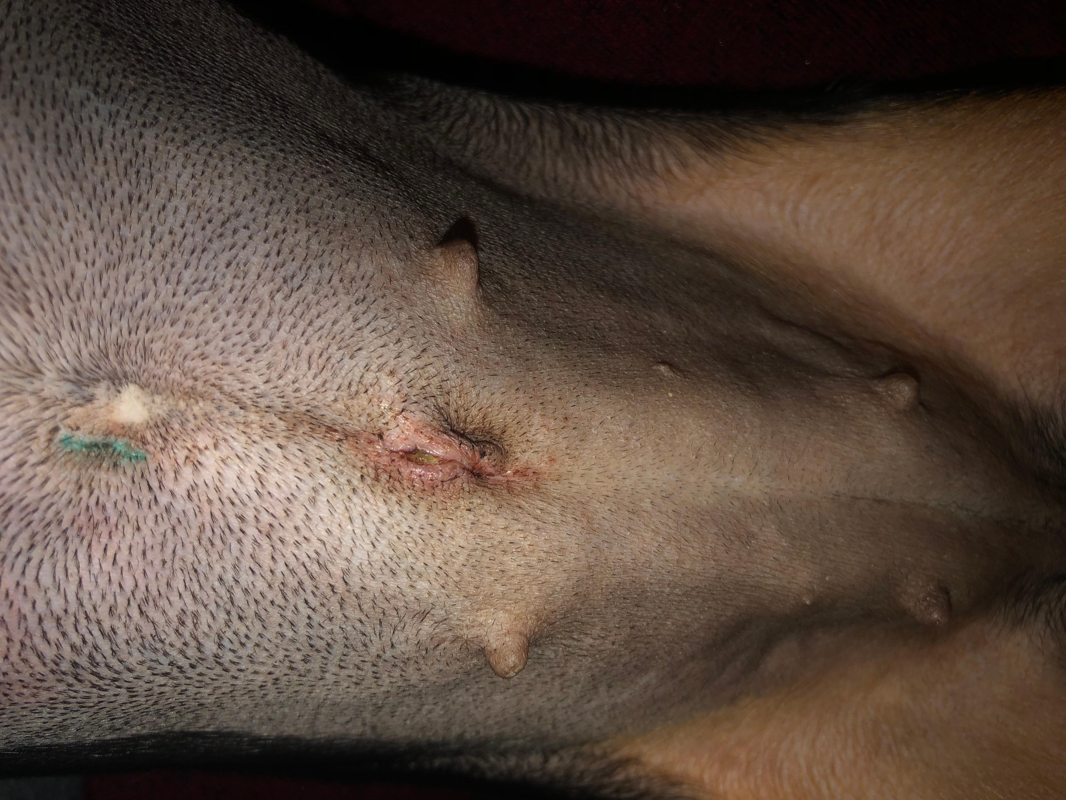 My dog's surgery incision reopened. Can it heal on its own? | Petco