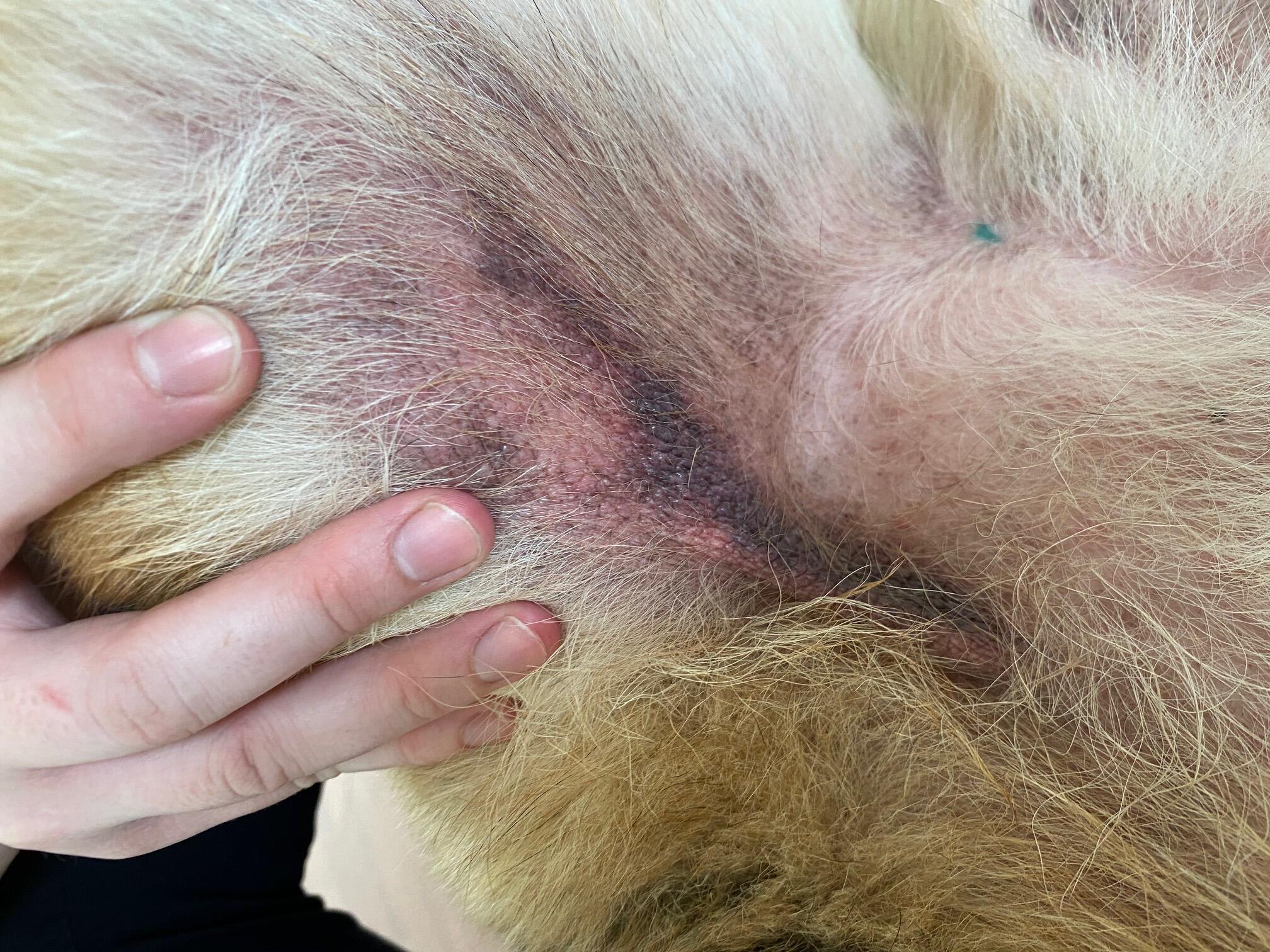 Why Does My Dog Have a Dark Purple Itchy Rash on His Groin Area? | Petco