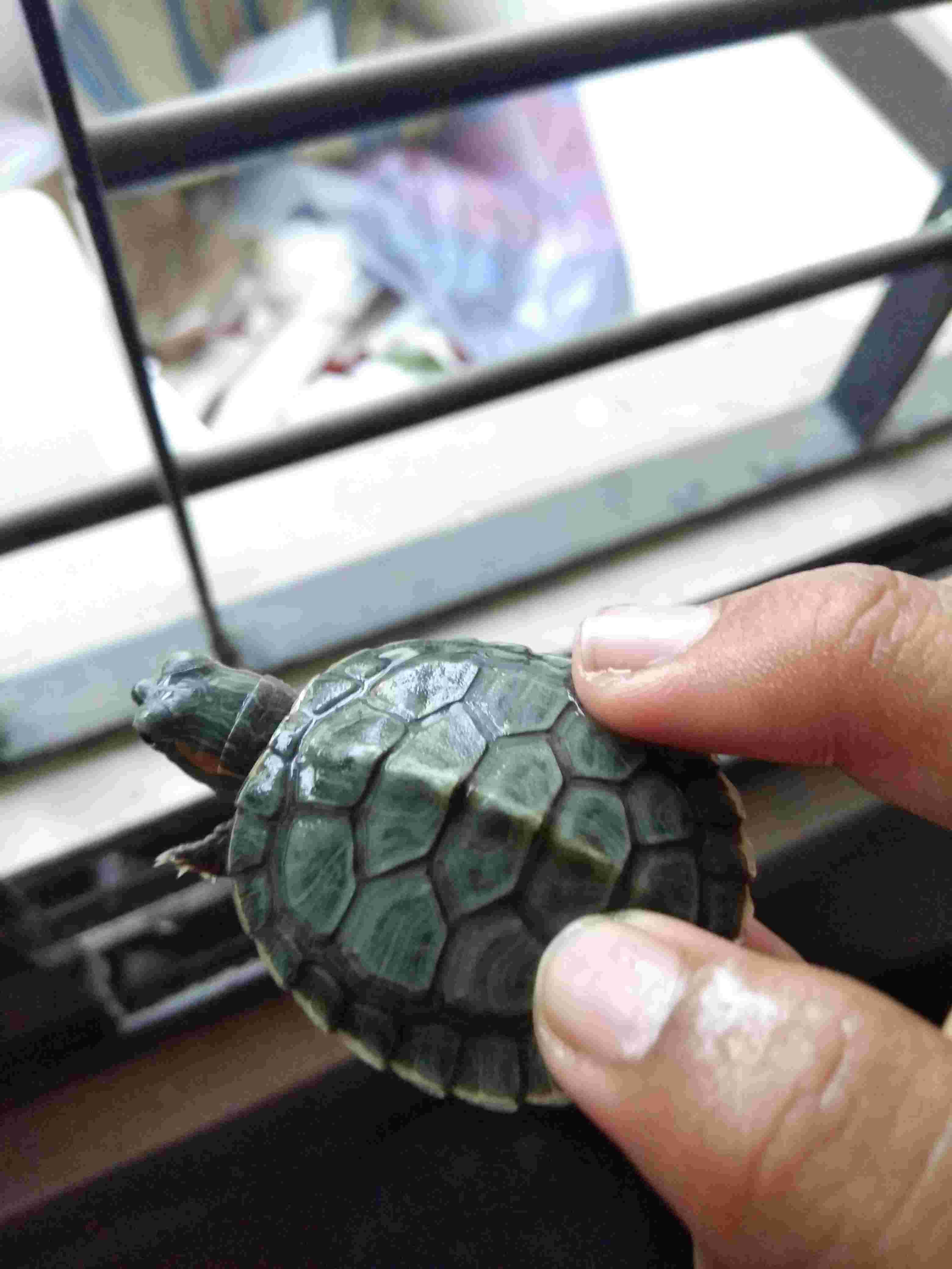 My turtle's shell is fading green with a white line. What now? | Petco