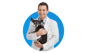 Dr foster and smith pet best sale supply catalog