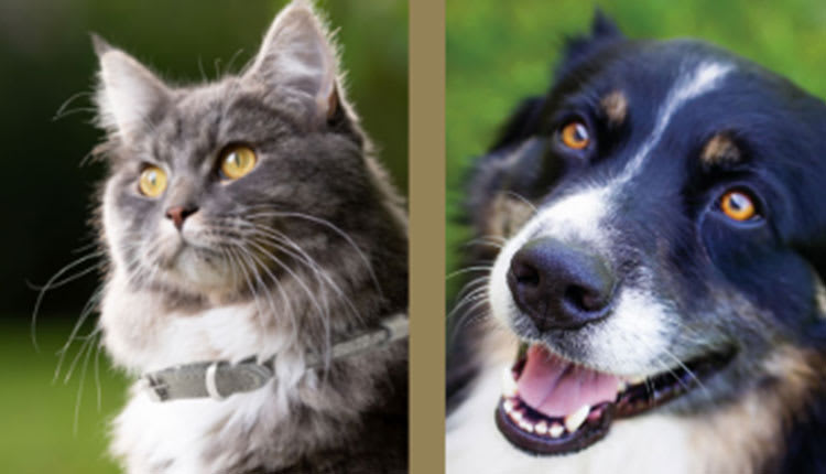 Close-up photos of a cat and dog.