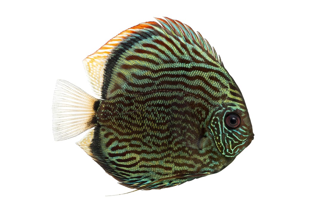 Discus fish clearance care for beginners