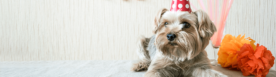 How to throw a dog birthday party