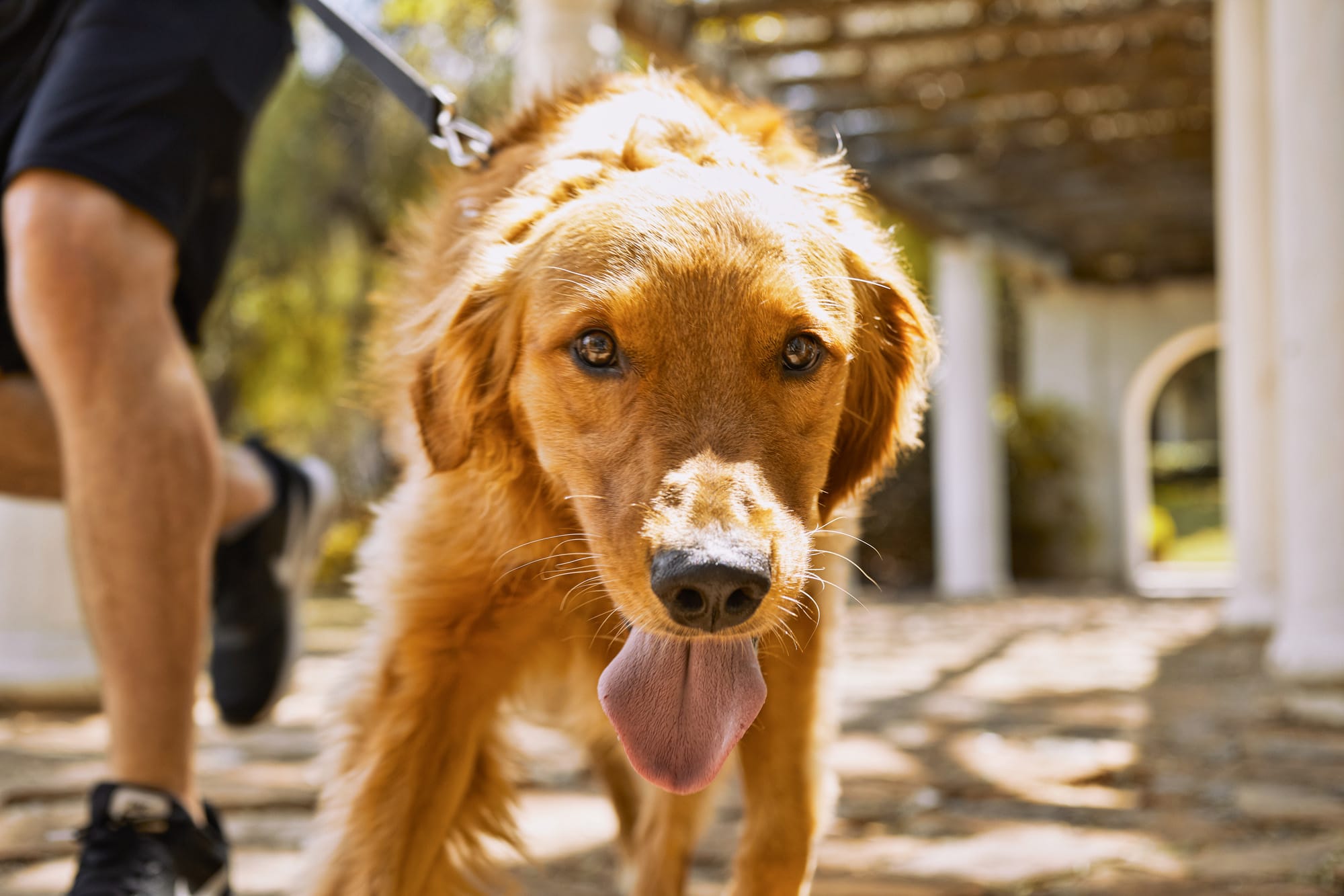 I really need someone to tell me if this is how your supposed to groom  golden retrievers. They shaved them : r/doggrooming