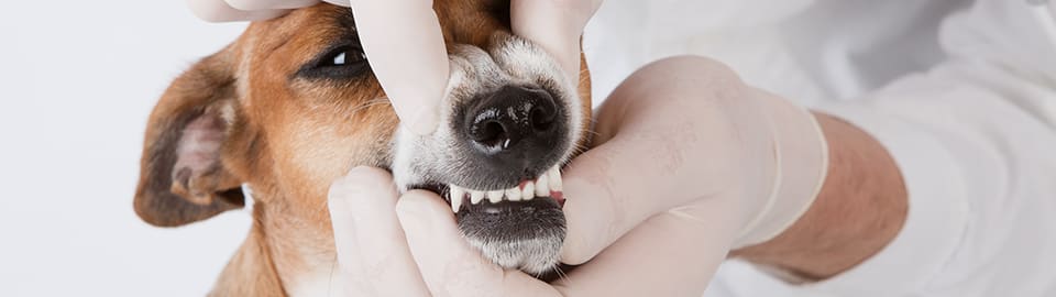 Does Your Pet Need Dental X-Rays?