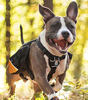 where to buy dog backpack
