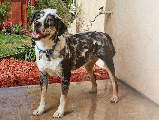 dog getting bathed outside