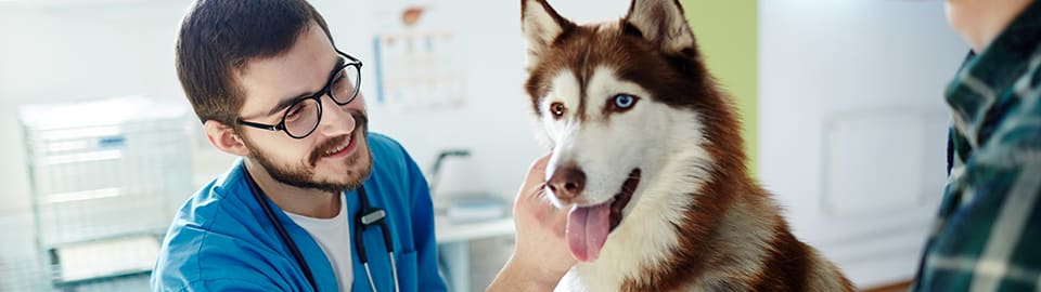 vet and dog check-up