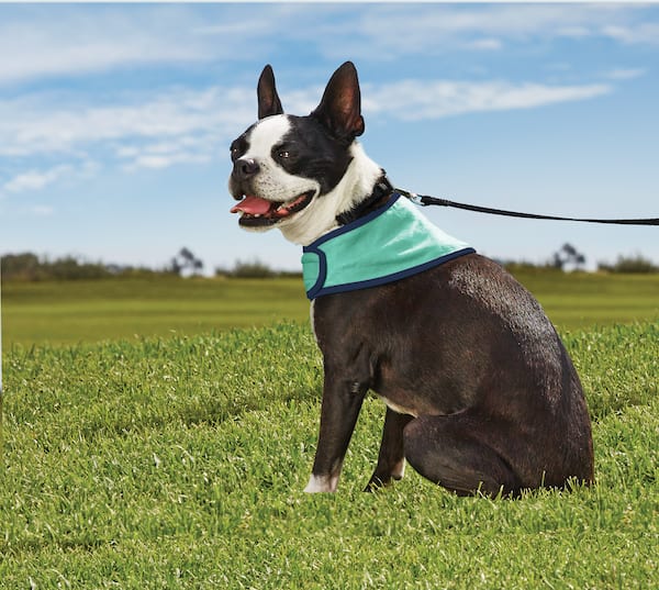 Dog Water Toys & Other Cooling Products Petco