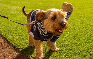 What S Up At Petco Park