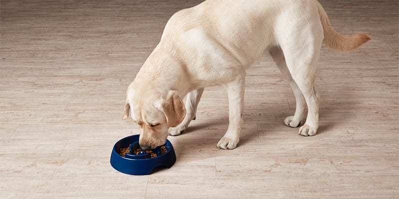 PetSmart Recalls Dog Food - Pet Food Contains Metal Choking Hazard